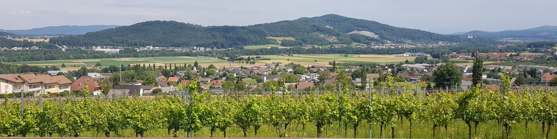 Grape Farm and Grandpas Pub