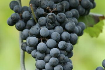 Traube Cabernet Mitos