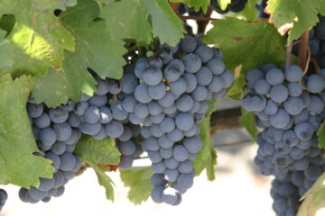 Traubensorte Malbec